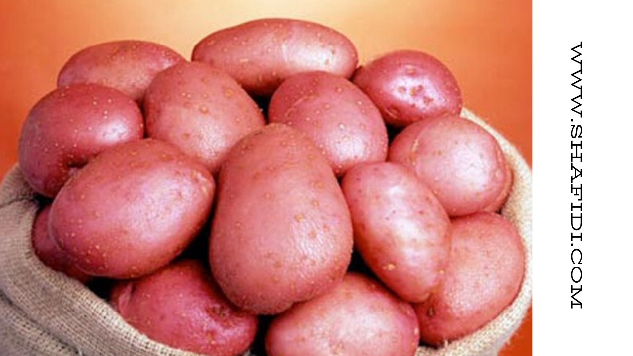 SBJEI-FRESH RED POTATO OR LADY ROSETTA POTATO